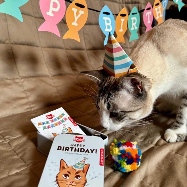 Kit di buon compleanno per gatti, ambientato