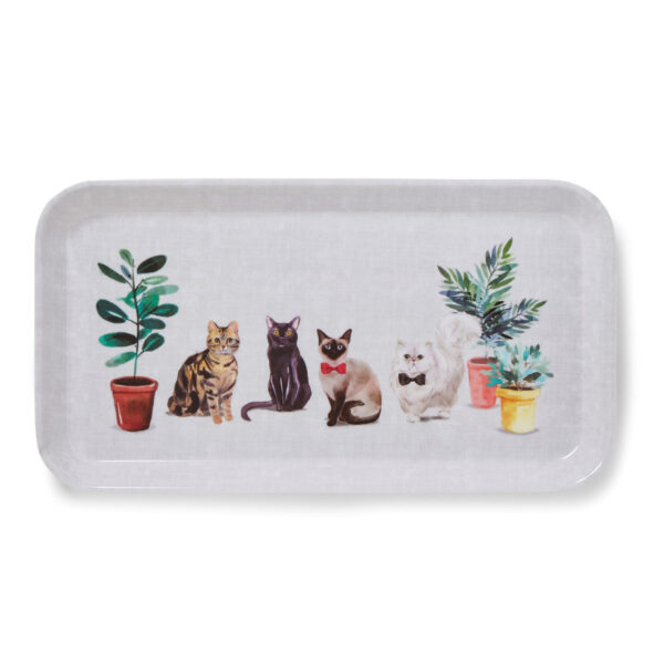 Vassoietto con gatti fra le piante in vaso